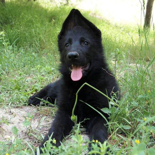 Entrenamiento y Educación Efectivos para tu Pastor Alemán