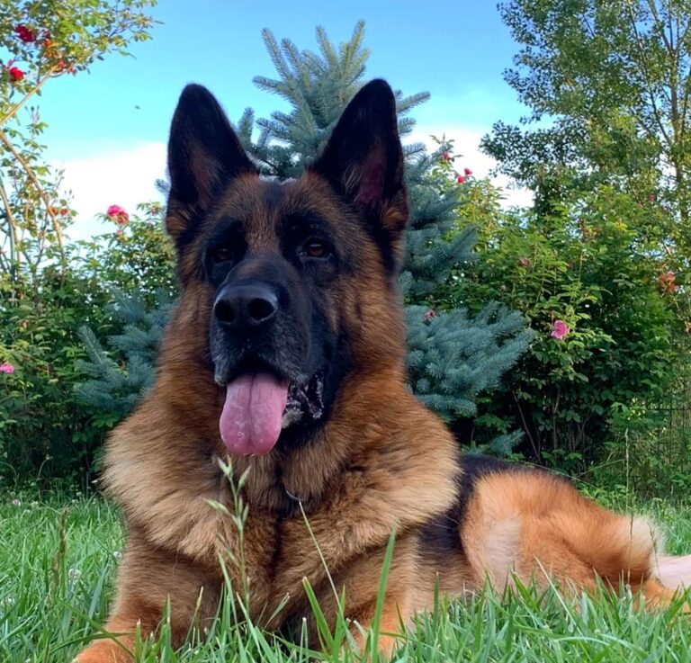 Salud y Cuidados Esenciales para tu Pastor Alemán