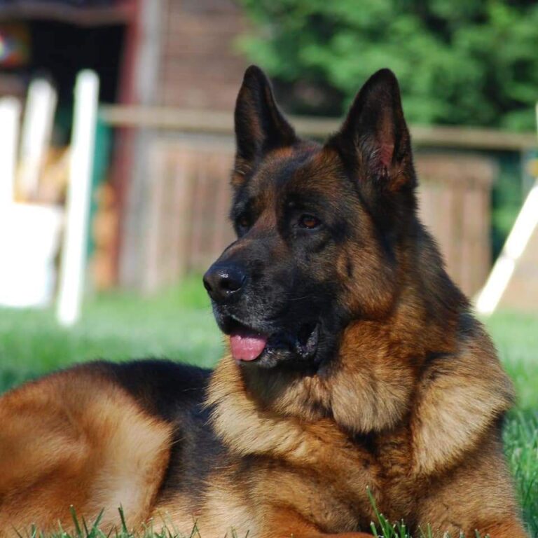 ¿Cuál es la alimentación ideal para un Pastor Alemán?