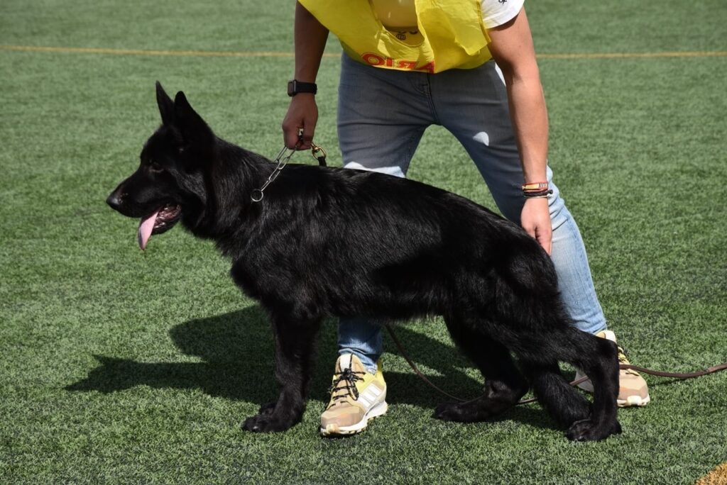 Pastor Aleman Gody de Auringis