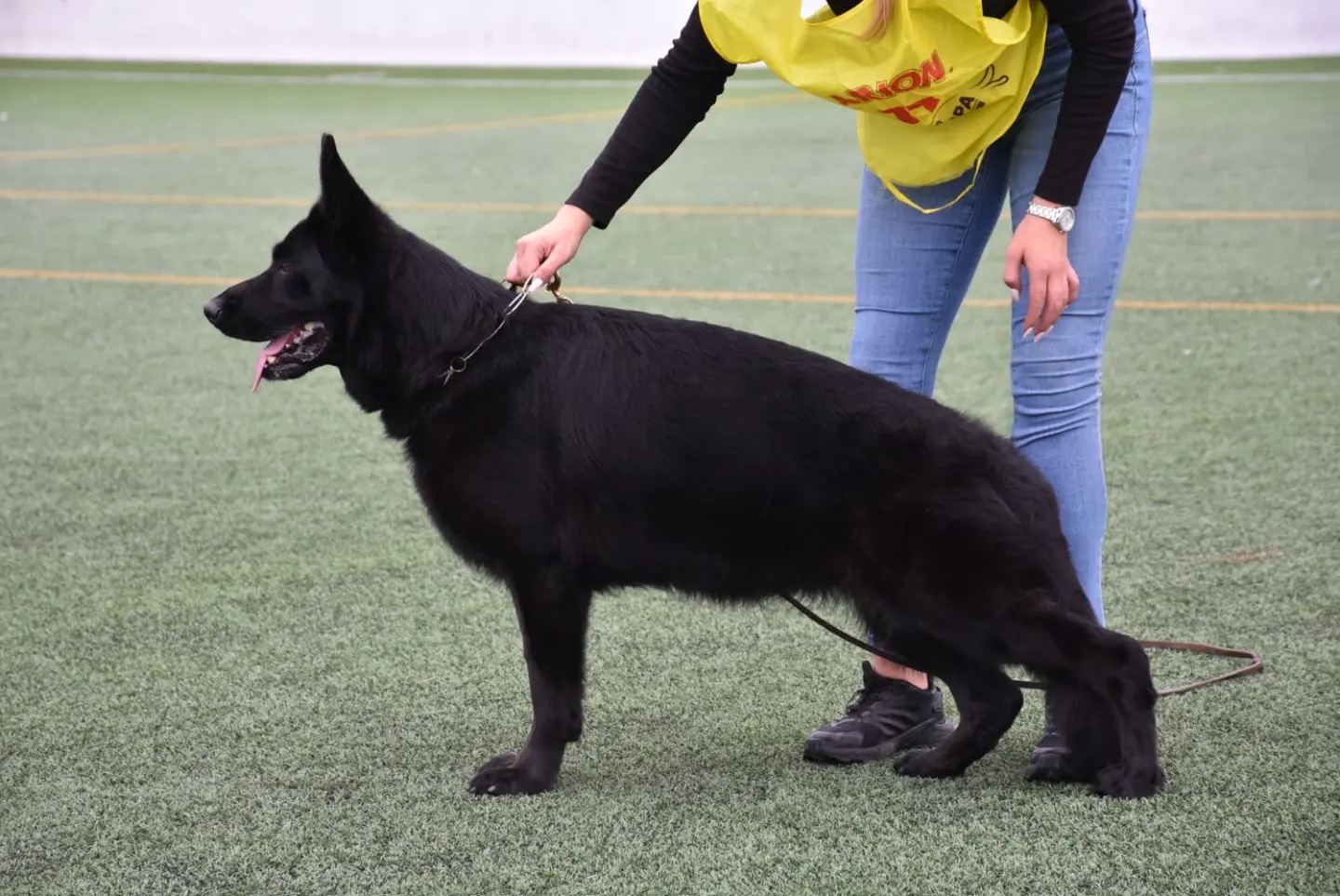 VICKY DE AURINGIS, VA-6 en la Sieger Show 2023