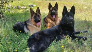 7 Consejos Esenciales para Mantener Saludable a tu Pastor Alemán