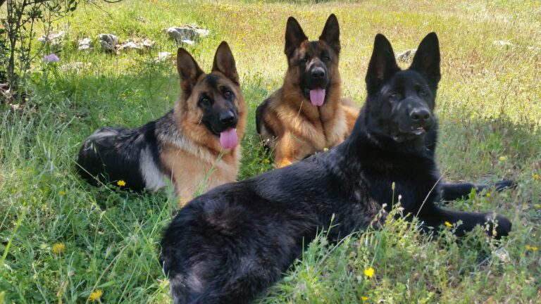 7 Consejos Esenciales para Mantener Saludable a tu Pastor Alemán