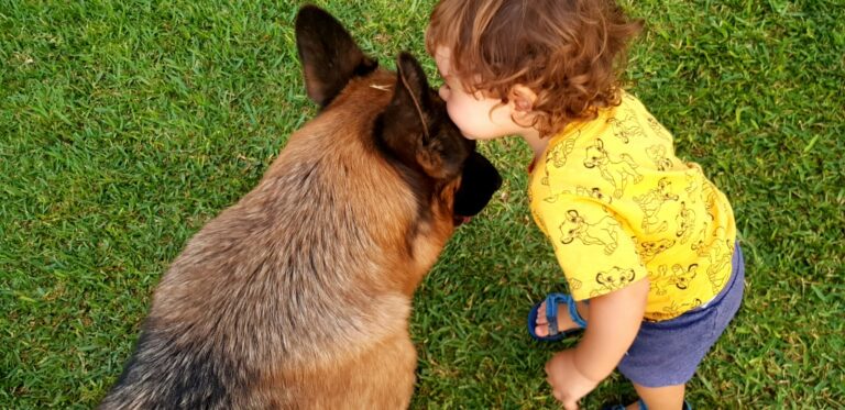 Cómo Alimentar Correctamente a un Pastor Alemán