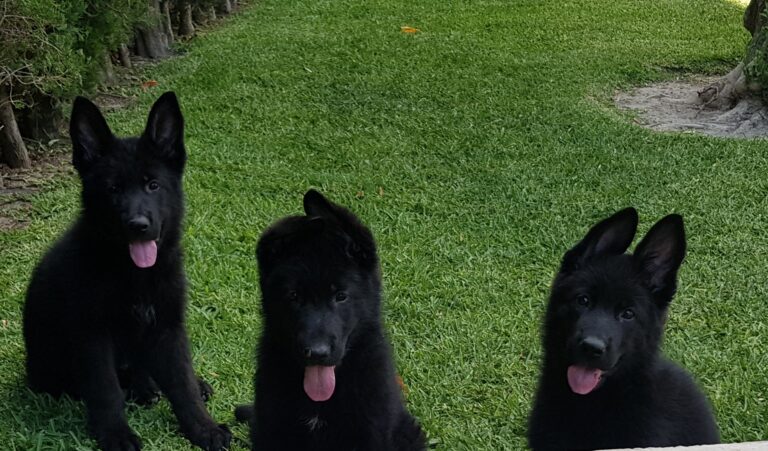 Educando a tu Pastor Alemán Guía para Principiantes