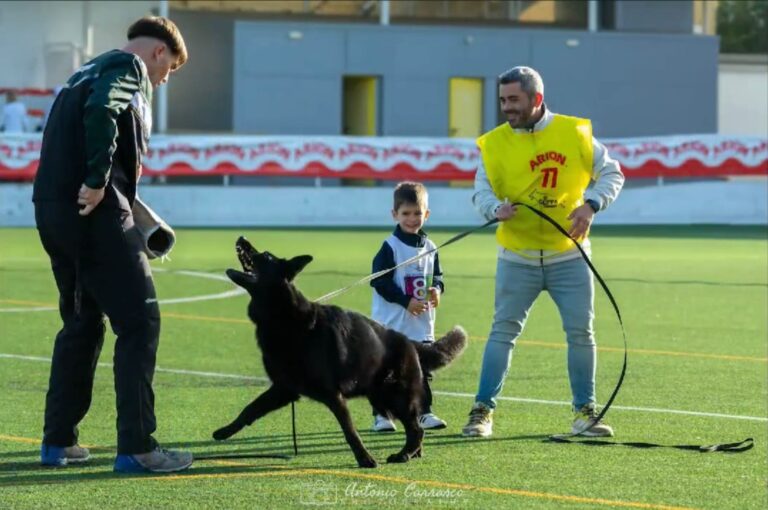 Técnicas de Obediencia Básica para tu Pastor Alemán