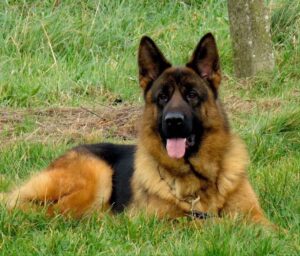 Verdades y Falsedades sobre la Alimentación del Pastor Alemán