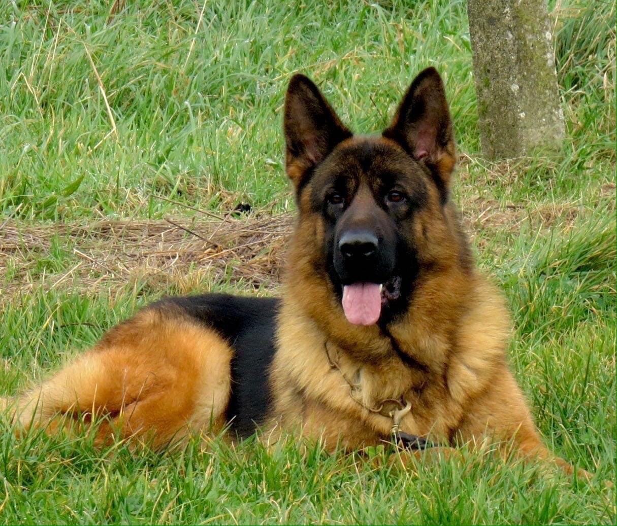 Verdades y Falsedades sobre la Alimentación del Pastor Alemán