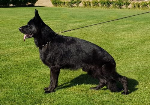 Pastor alemán Yakobo de Auringis Pastor alemán Yakobo de Auringis