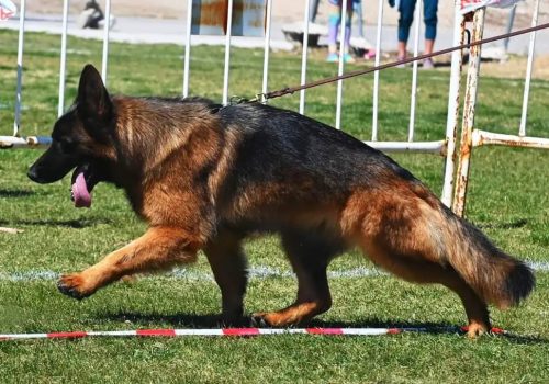 Pastor Aleman Ilbana de Auringis