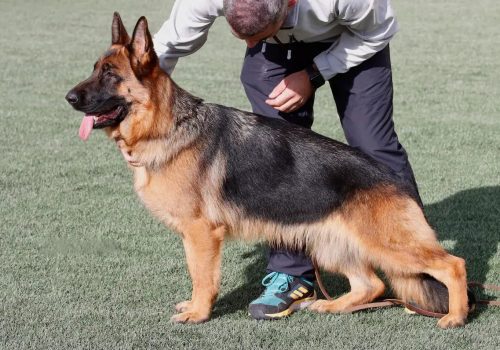 Pastor Aleman Nena de Auringis