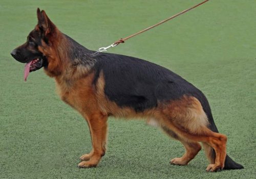 Wacron de Auringis 01-min Wacron de Auringis