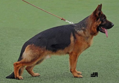 Wacron de Auringis 01 Wacron de Auringis 01