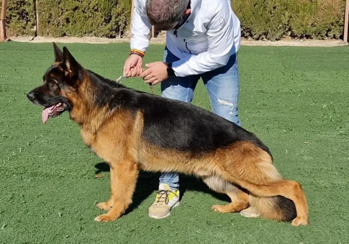 ibor de auringis ibor de auringis