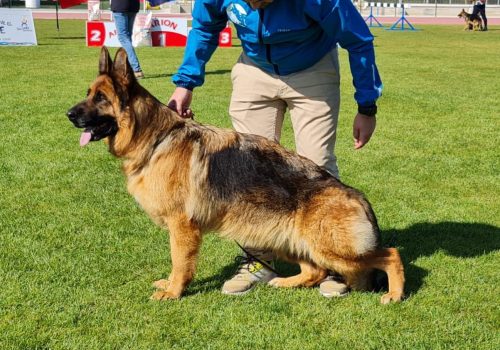 olivia de auringis olivia de auringis