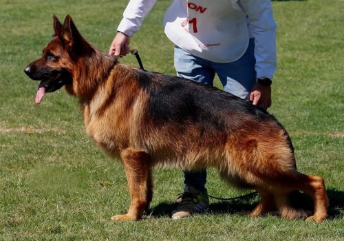 ritz de auringis ritz de auringis